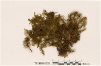 藏品(長喙苔屬)的圖片